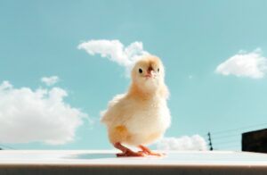 Insect-Based Poultry Feed