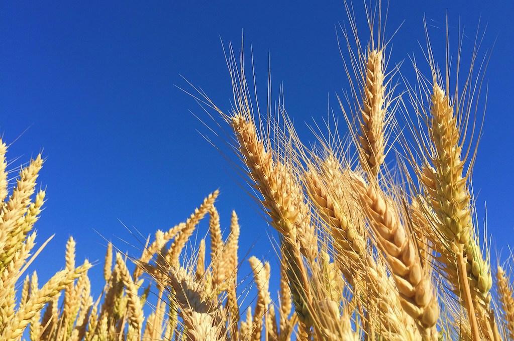 Grain Inspection Practices