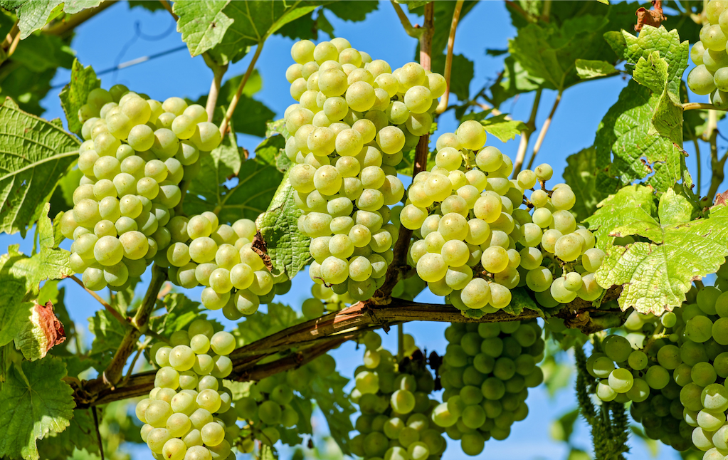 Global Table Grape Genetic Breeding Market