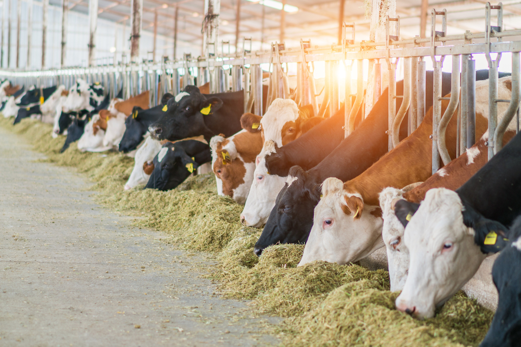 Agricultural Insurance Solutions for Livestock and Crop Sectors